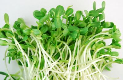 Sprossen