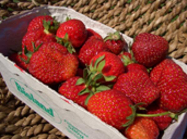 Produktfoto zu Erdbeeren 250g regional