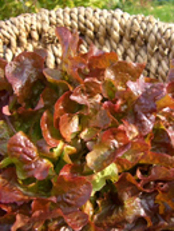 Produktfoto zu Eichblattsalat-rot