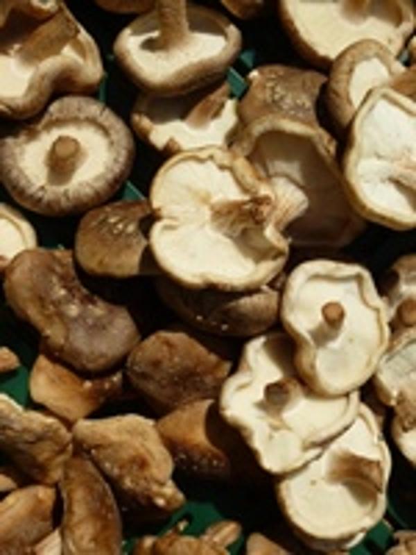 Produktfoto zu Shiitake-Pilze