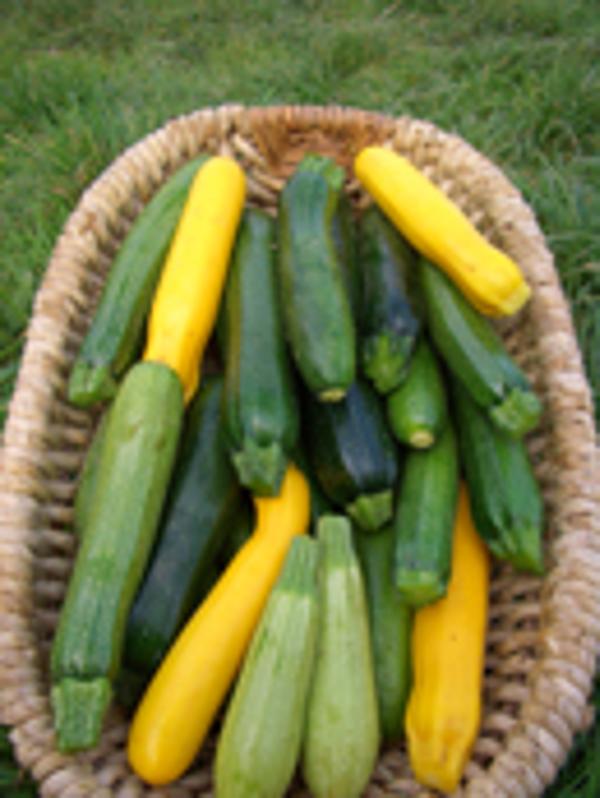 Produktfoto zu Zucchini