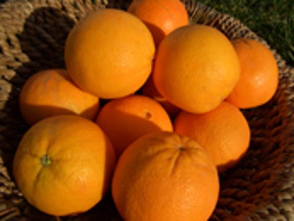 Produktfoto zu Orange Navelina