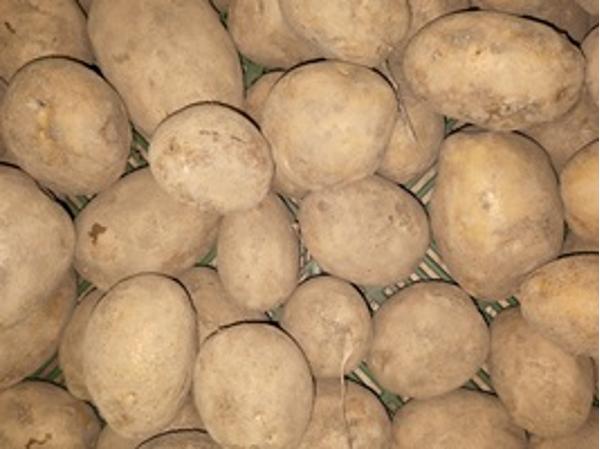 Produktfoto zu Kartoffel Agria VFK