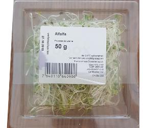 Sprossen Alfalfa