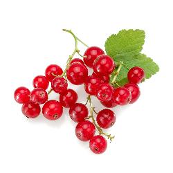 Johannisbeeren