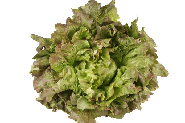 Produktfoto zu Grazer Krauthäuptel Salat