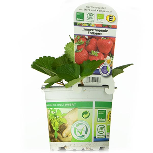 Produktfoto zu Erdbeerpflanze, immertragend