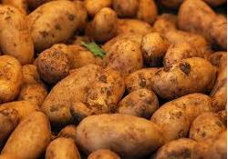 Kartoffeln vorwiegend festkochend