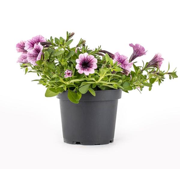 Produktfoto zu Petunie kleinblütig Pflanze