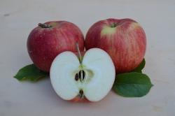 Apfel Santana für Allergiker geeignet