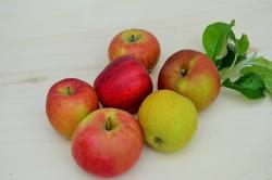 Apfel gemischt (Einheit2,5 kg)