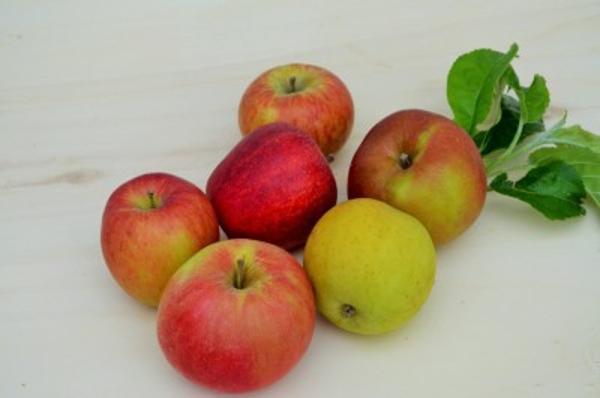 Produktfoto zu Apfel gemischt (Einheit2,5 kg)