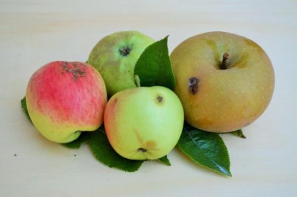 Produktfoto zu Back-Äpfel ab 1,5 kg