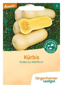 Saatgut, Kürbis Butternut Waltham