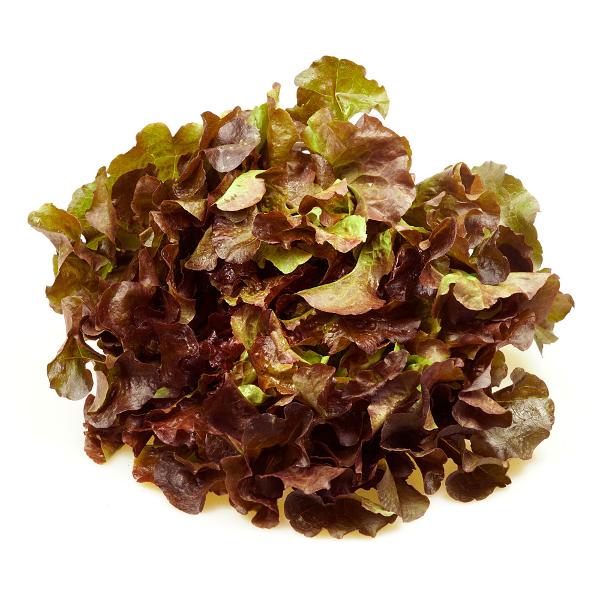 Produktfoto zu Eichblattsalat rot