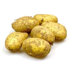 Große Kartoffel vorwiegend festkochend