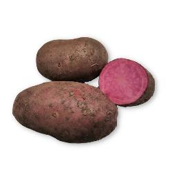 Rote Kartoffel
