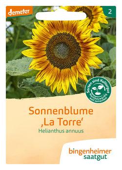 Saatgut, Sonnenblume Latorre
