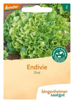 Saatgut Endivie Diva