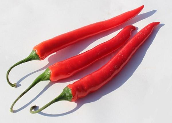 Produktfoto zu Chili Peperoni rot