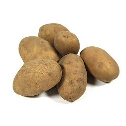 Kartoffeln Gunda mehligkochend