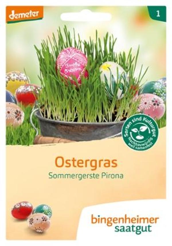 Produktfoto zu Saatgut Ostergras - Sommergerste Pirona