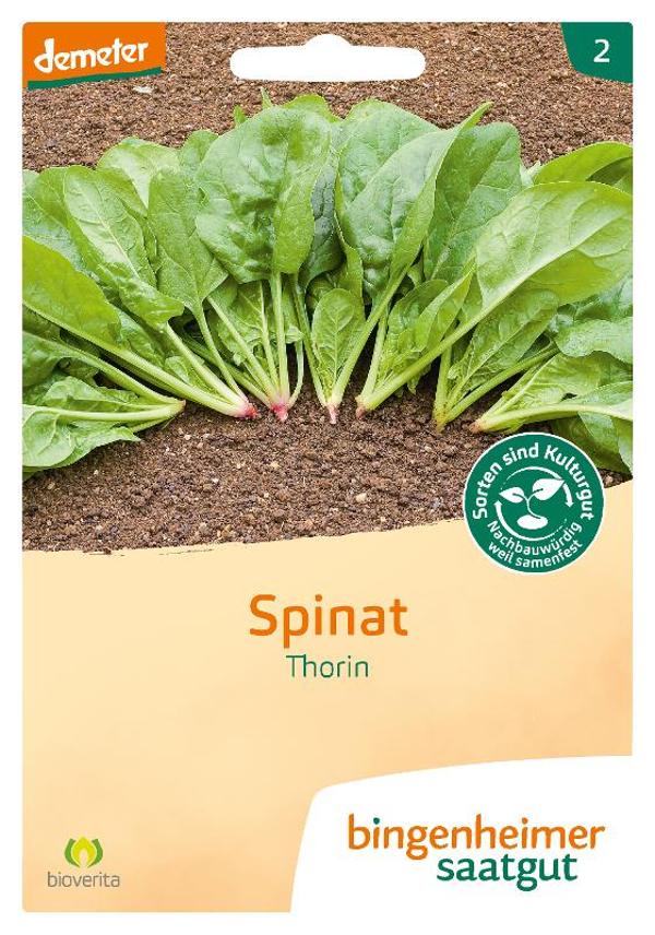 Produktfoto zu Saatgut Spinat Thorin