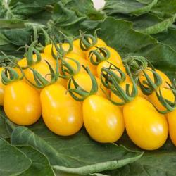 Tomatenpflanze Yellow Submarine