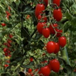 Tomatenpflanze Donatellina