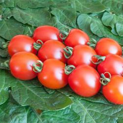 Tomatenpflanze Trixi