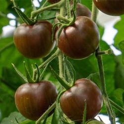 Tomatenpflanze Black Cherry