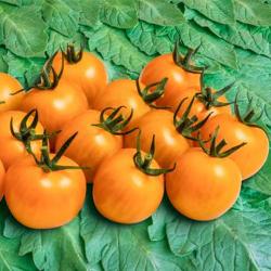 Tomatenpflanze Goldiana