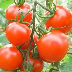 Tomatenpflanze Ruthje