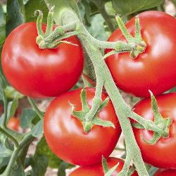 Tomatenpflanze Hellfrucht