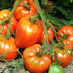 Tomatenpflanze Ochsenherz