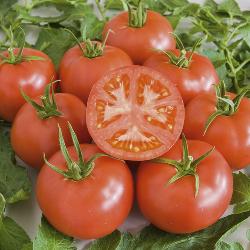 Tomatenpflanze St. Pierre