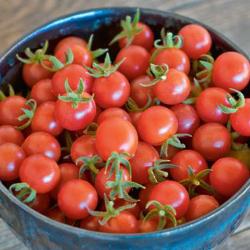 Tomatenpflanze Rote Murmel