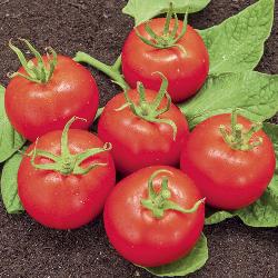Tomatenpflanze Matina