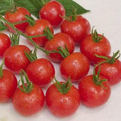 Tomatenpflanze Zuckertraube