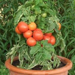 Tomatenpflanze Rotkäppchen