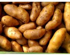 2,5 kg Kartoffeln, mehlig