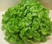 Salat, Eichblatt grün