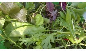 Salat, Baby leaf