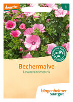 Bechermalve - Blumen (Saatgut)
