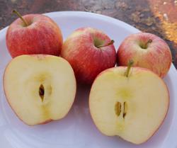 Äpfel Gala Neue Ernte aus Südtirol