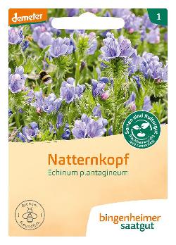 Natternkopf (Echium plantagineum)