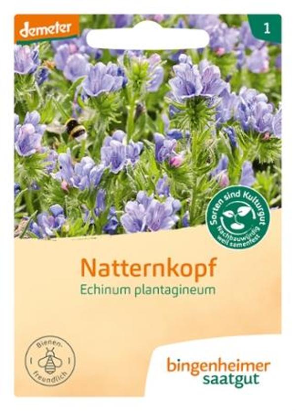 Produktfoto zu Natternkopf (Echium plantagineum)