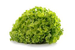 Salat Batavia grün Hüsgen