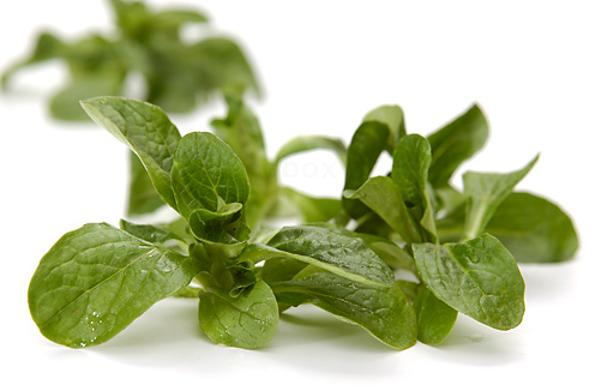 Produktfoto zu Salat Feldsalat 250g Hüsgen