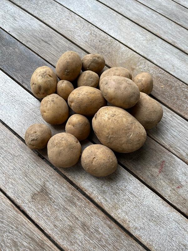 Produktfoto zu Kartoffeln Nicola 1 kg, festkochend